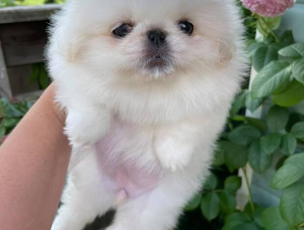 Pekingese AKC Registered Pekingese Puppies