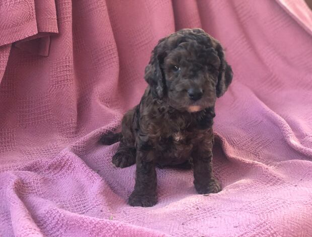 Other Cockapoos Puppies For Sale