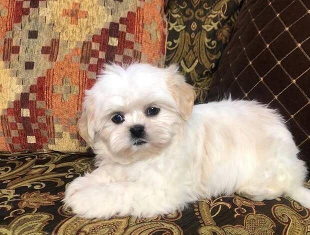 Shih Tzu Adorable Shih Tzu Puppies