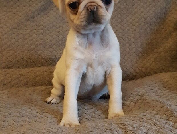 Pug Healthy Pug Puppies