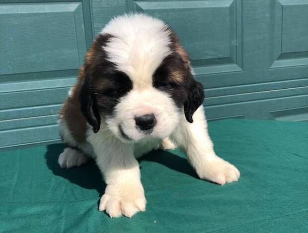 St Bernard Lovely Saint Bernard Puppies