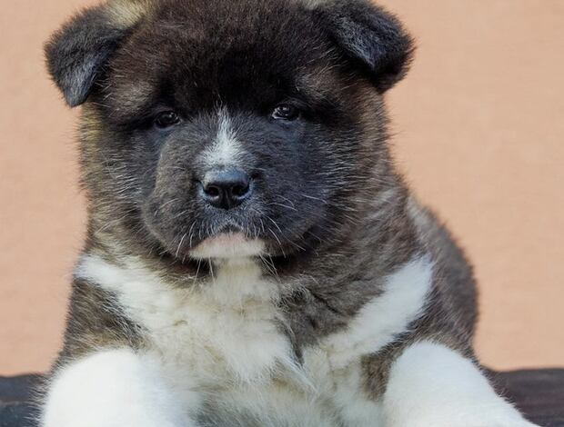 American Akita Well Trained American Akita puppies