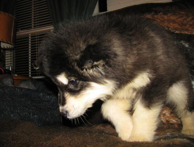 Alaskan Malamute Obedient Alaskan Malamute puppies available