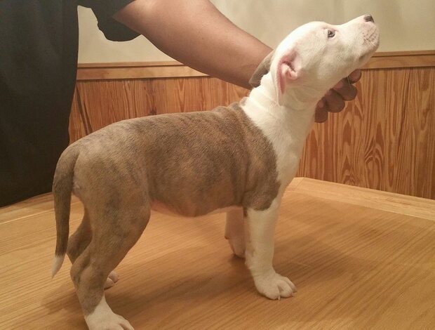 American Pit Bull Terrier Male and female American Pit Bull Terrier puppies