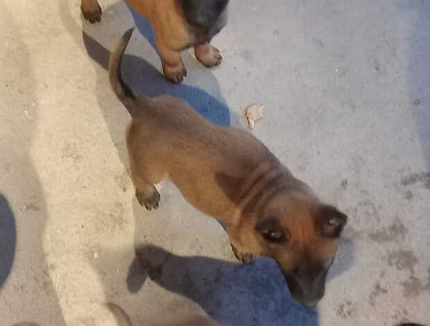 Belgian Shepherd Dog (Malinois) Well trained Belgian Malinois puppies