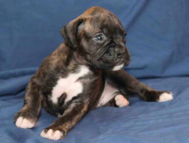 Boxer Adorable Boxer Puppies For Sale