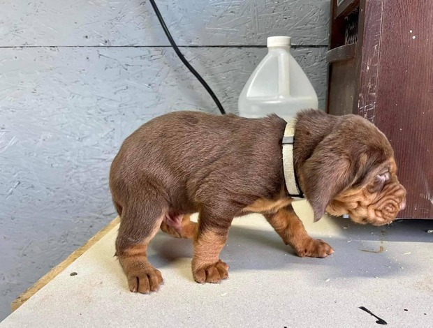 Bloodhound Well Trained Bloodhound Puppies