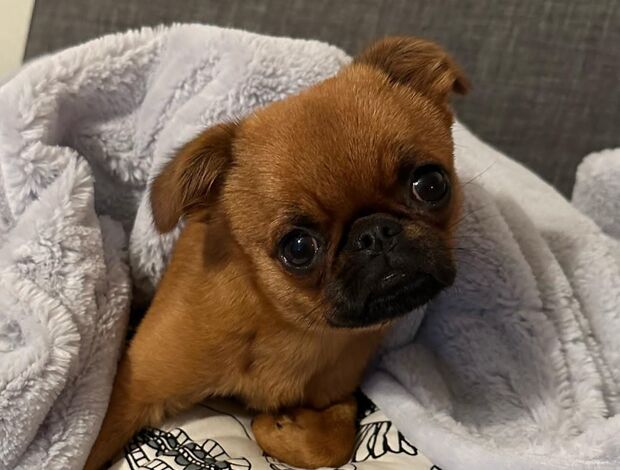 Griffon Bruxellois Home trained Brussels Griffon Puppies