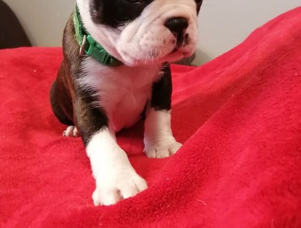Boston Terrier Home trained Boston Terrier Puppies