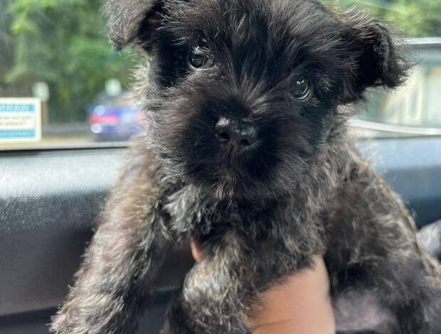 Cairn Terrier Lovely Cairn Terrier Puppies
