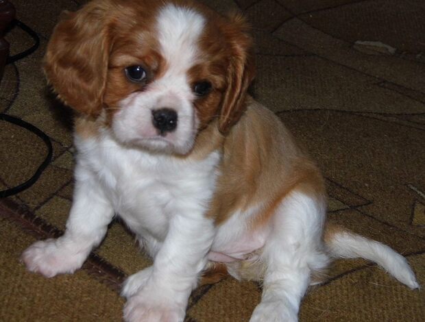 Cavalier King Charles Spaniel Home Raised Cavalier King Charles Spaniel Puppies