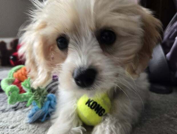 Other Beautiful Cavachon Puppies For Sale.