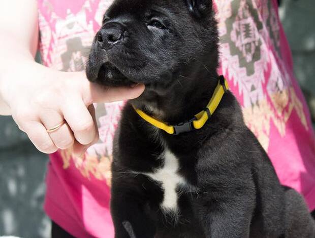 Cane Corso Home raised Cane Corso Puppies