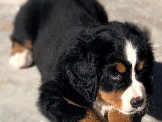 Bernese Mountain Dog Bernese Mountain Dog Puppies