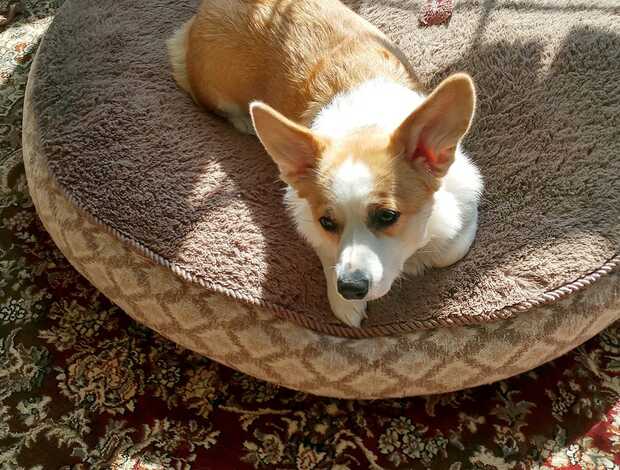 Welsh Corgi, Pembroke Pembroke Welsh Corgi Puppies