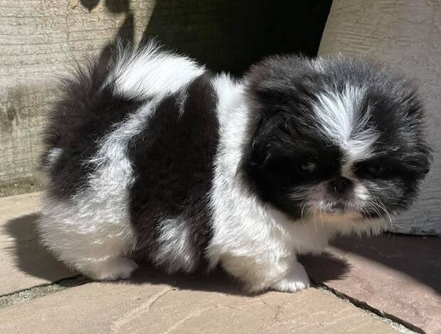 Pekingese AKC Registered Pekingese Puppies