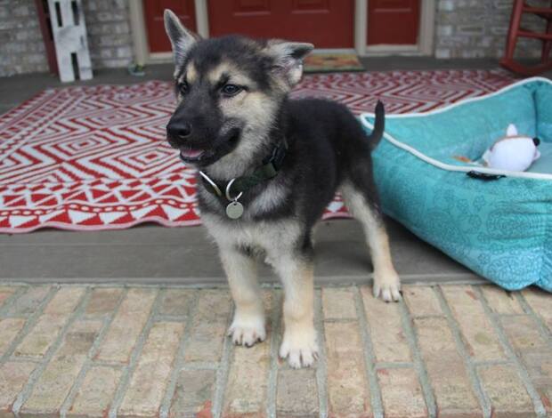 German Shepherd Dog German Shepherd Puppies