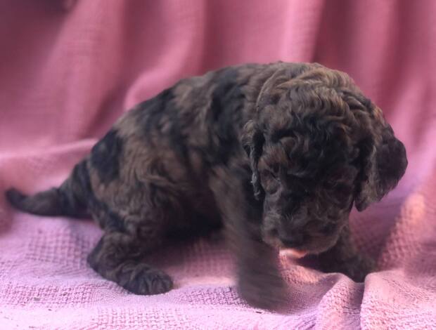 Other Cockapoos Puppies For Sale