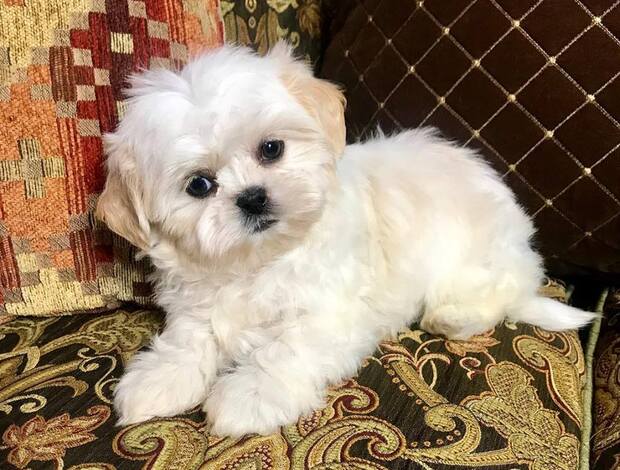 Shih Tzu Adorable Shih Tzu Puppies