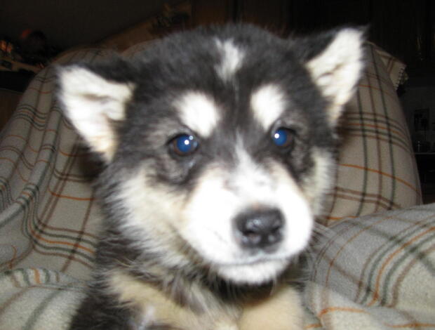 Alaskan Malamute Obedient Alaskan Malamute puppies available