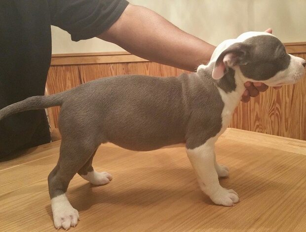 American Pit Bull Terrier Male and female American Pit Bull Terrier puppies