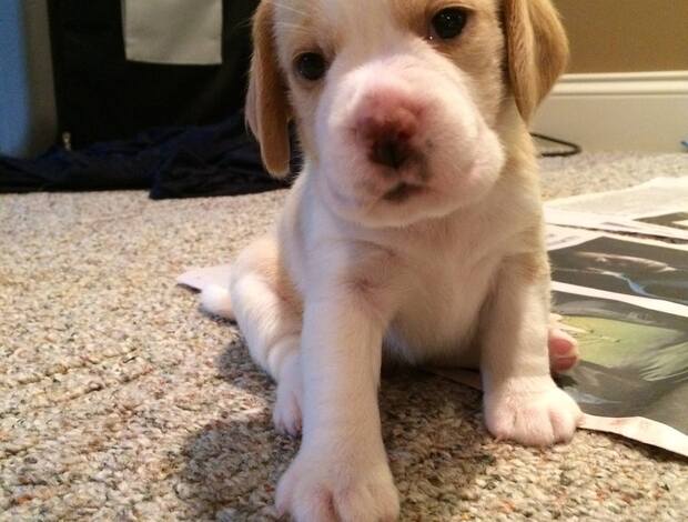 Beagle AKC Beagle puppies