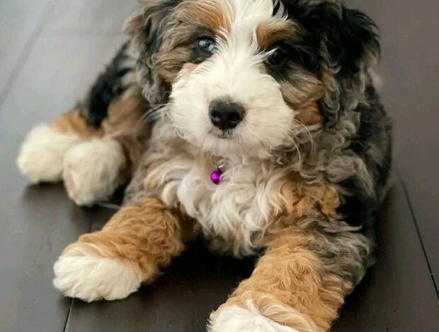 Other Beautiful Bernedoodle Puppies