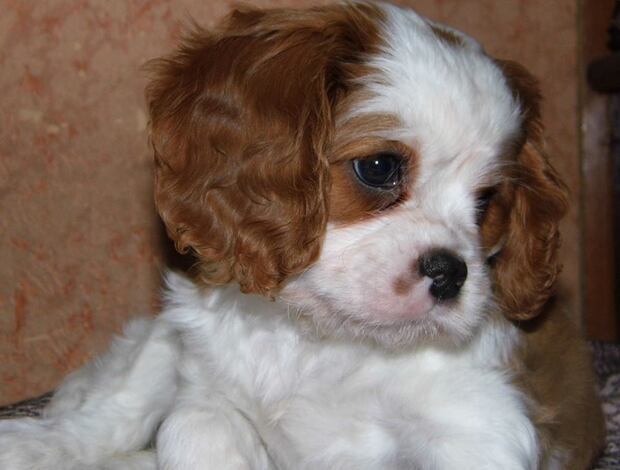 Cavalier King Charles Spaniel Home Raised Cavalier King Charles Spaniel Puppies