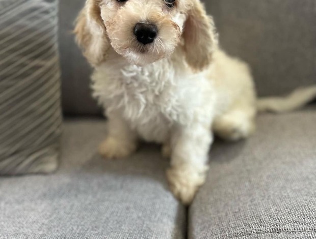 Other Beautiful Cavachon Puppies For Sale.