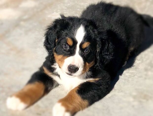 Bernese Mountain Dog Bernese Mountain Dog Puppies