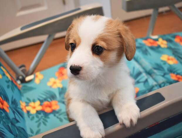 Welsh Corgi, Pembroke Pembroke Welsh Corgi Puppies