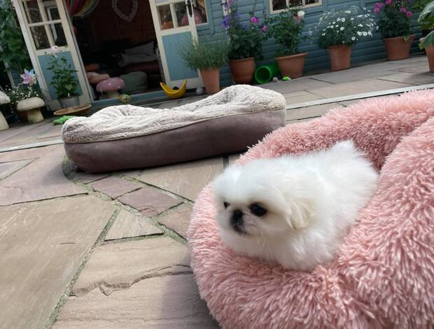 Pekingese AKC Registered Pekingese Puppies