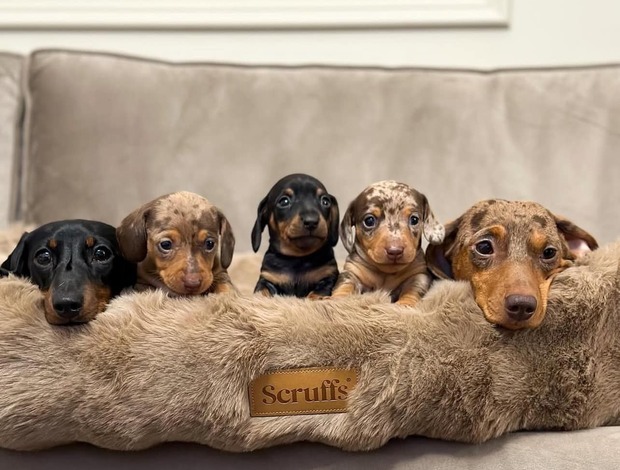 Dachshund Dachshunds Puppies For Sale
