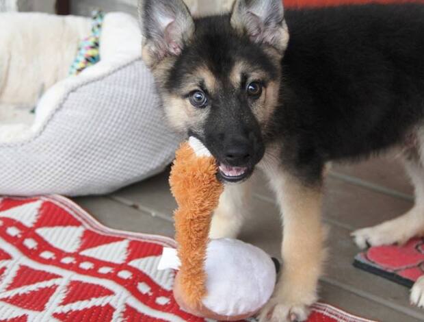 German Shepherd Dog German Shepherd Puppies