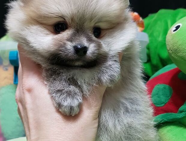 Pomeranian Beautiful Pomeranian Puppies For Sale.