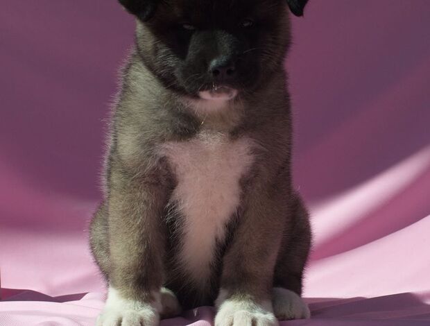 American Akita Well Trained American Akita puppies