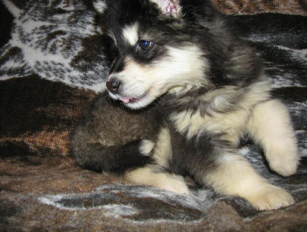 Alaskan Malamute Obedient Alaskan Malamute puppies available