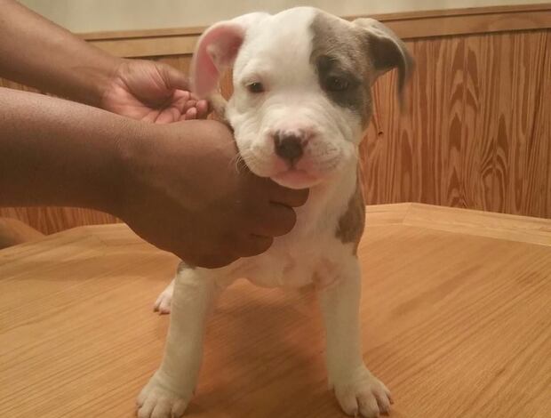 American Pit Bull Terrier Male and female American Pit Bull Terrier puppies