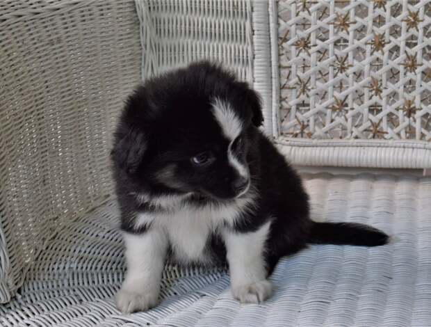 Australian Shepherd AKC Australian Shepherd puppies