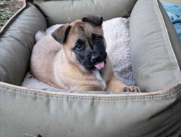 Belgian Shepherd Dog (Malinois) Well trained Belgian Malinois puppies