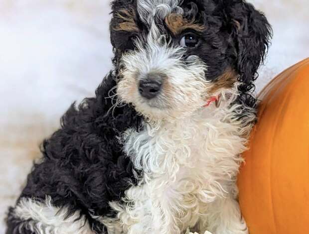 Other Beautiful Bernedoodle Puppies