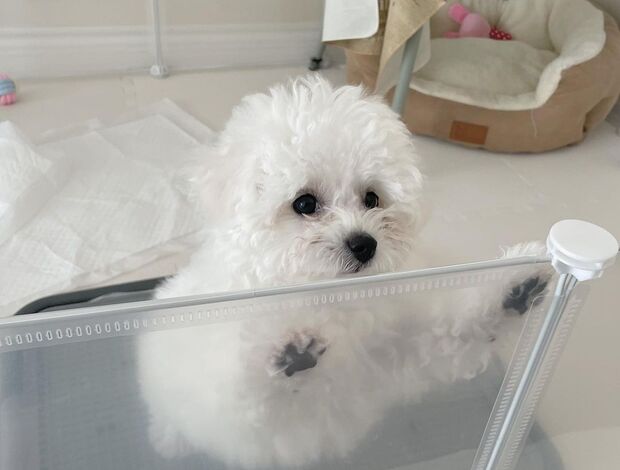 Bichon Frise Gorgeous Bichon Frise Puppies