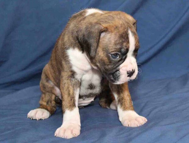 Boxer Adorable Boxer Puppies For Sale