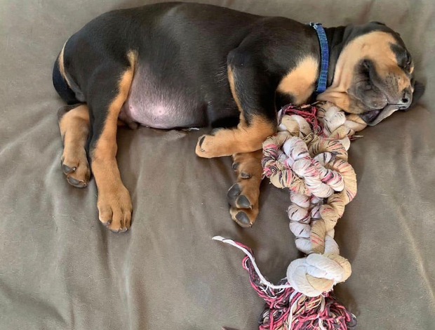 Bloodhound Well Trained Bloodhound Puppies