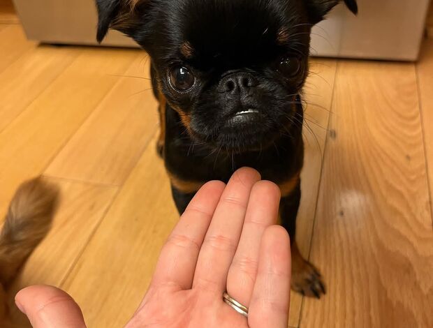 Griffon Bruxellois Home trained Brussels Griffon Puppies