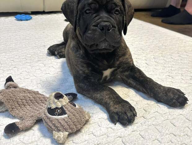 Bullmastiff Well Socialized Bullmastiff Puppies