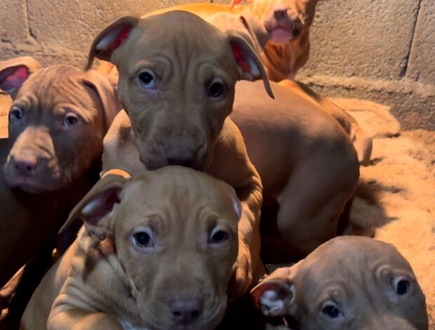 American Pit Bull Terrier American Pit Bull Terrier puppies