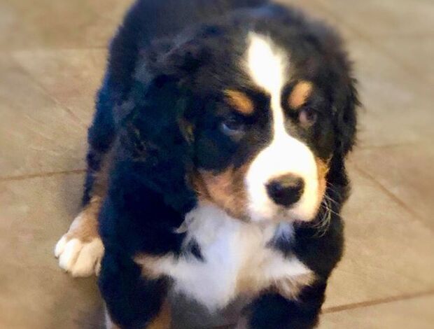 Bernese Mountain Dog Bernese Mountain Dog Puppies