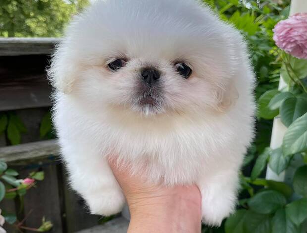 Pekingese AKC Registered Pekingese Puppies