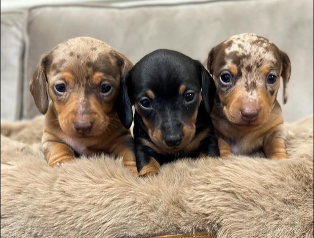 Dachshund Dachshunds Puppies For Sale